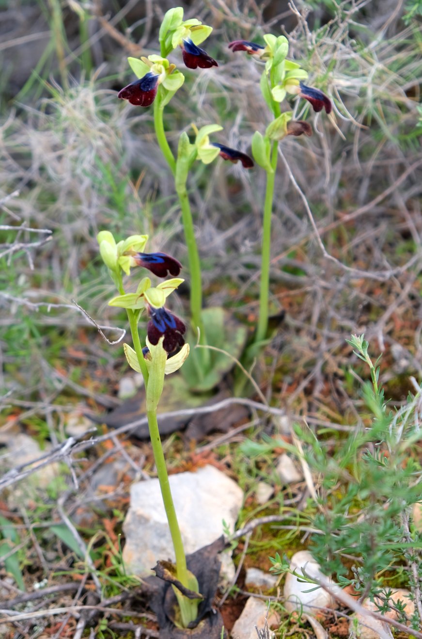 Anno nuovo, orchidee nuove: dalla Grecia con passione.